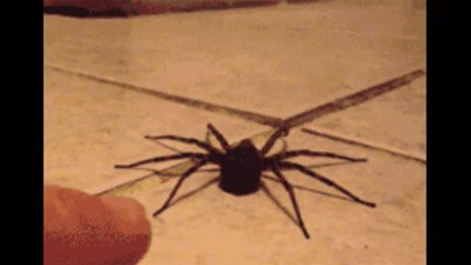 Spinnen könnten die Menschheit auslöschen – innerhalb eines Jahres