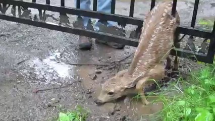 Ce faon était coincé et sa maman ne pouvait pas le sauver. Des hommes sont alors intervenus