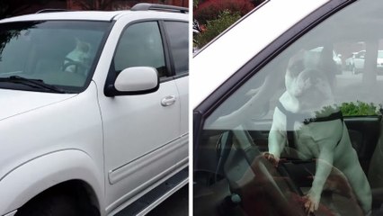 Ce chien en a marre d'attendre dans la voiture, et il le fait savoir