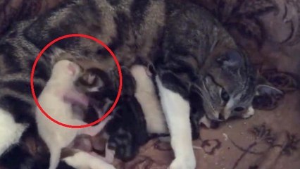 Ces deux chatons se battent alors qu'ils tètent leur mère. Ils sont adorables !