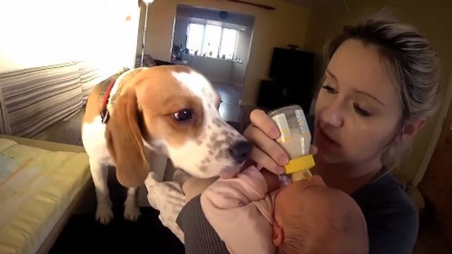 Inutile de dire à un chien comment aimer un enfant !