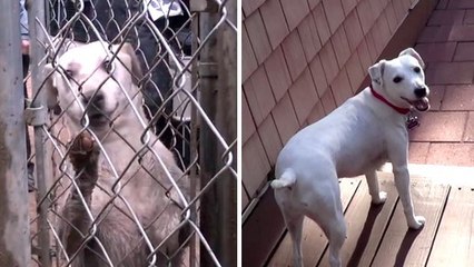 Voilà pourquoi il ne faut pas hésiter à adopter un chien qui a été abandonné...