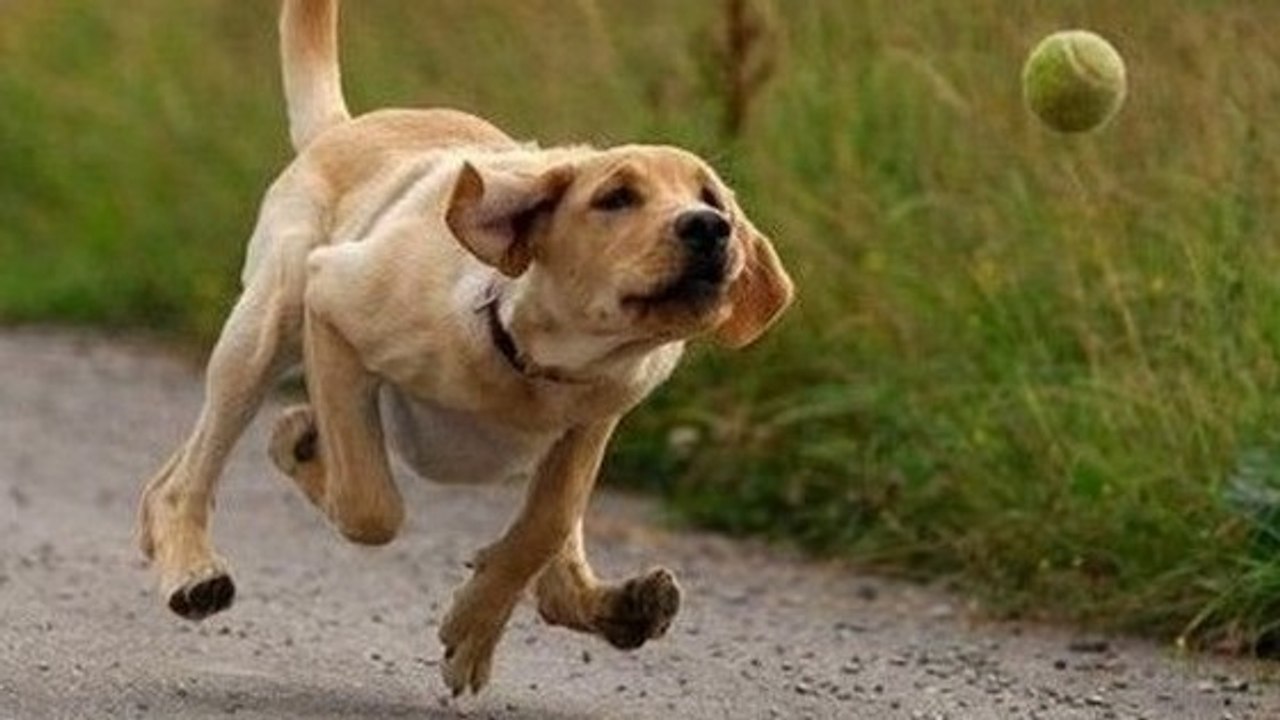 Ce qu'arrive à faire ce chien avec une balle est impressionnant !