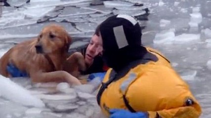 Ce chien allait se noyer dans une rivière gelée quand des hommes sont venus à son secours