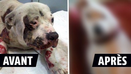 Personne ne voulait de ce chien. Mais la suite de son histoire est magnifique
