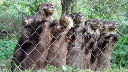 Ces loutres sont très excitées de revoir leur soigneur, et ça se voit !