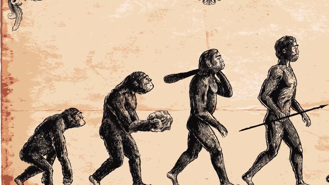 Evolution: Das Diagramm der menschlichen Evolution ist falsch
