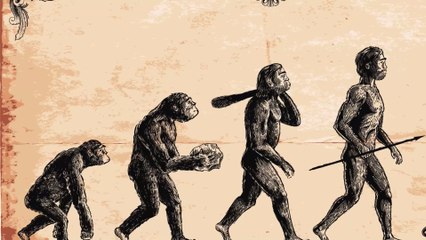 Evolution: Das Diagramm der menschlichen Evolution ist falsch