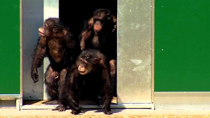 Ces chimpanzés ont passé 30 ans dans des cages. Quand ils sont libérés, leur réaction est magnifique !