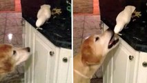 Ce chien et cet oiseau ont une complicité étonnante !