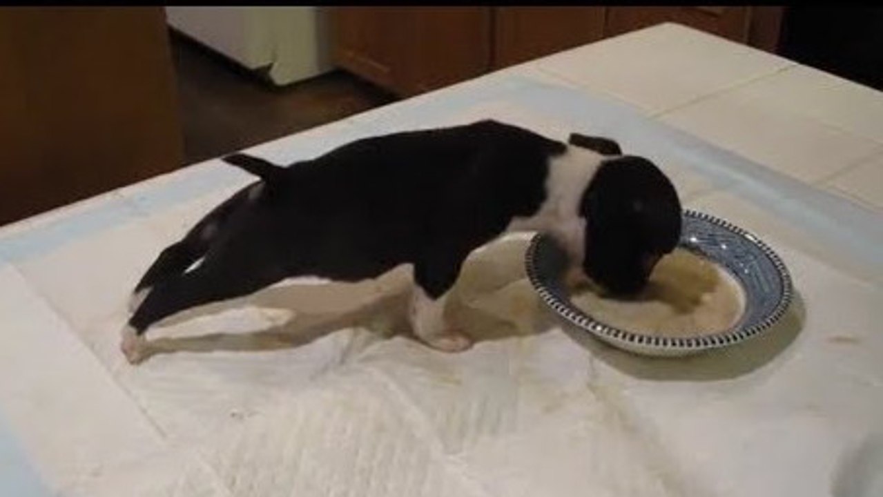 Ce chien est très content de manger sa pâtée !