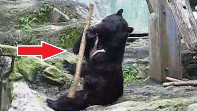 Cet ours est un véritable artiste. Ce qu'il arrive à faire avec un bâton est hallucinant !