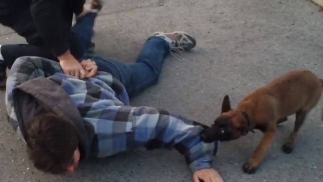 Ce chiot policier arrête un suspect lors d'un entraînement