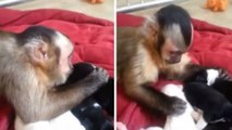 Ce petit singe ne peut pas s'empêcher de caresser des chiots