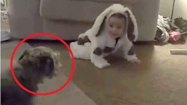 Ce chien est très perturbé par le costume du bébé