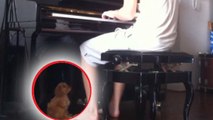 Ce petit chien adore quand son maître joue du piano !