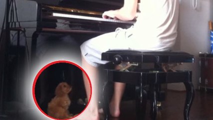 Ce petit chien adore quand son maître joue du piano !