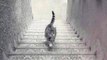 A votre avis, ce chat est-il en train de monter ou descendre les escaliers ?