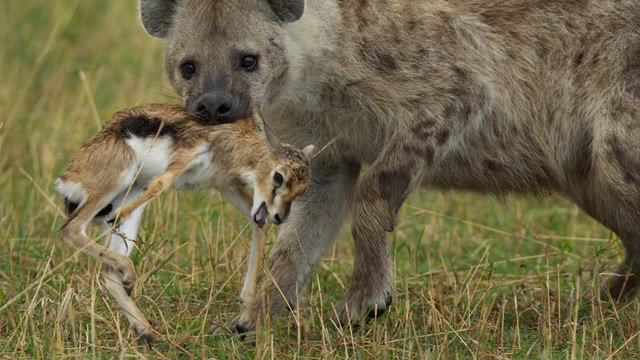 Une gazelle s'échappe miraculeusement de l'attaque d'un léopard et d'une hyène