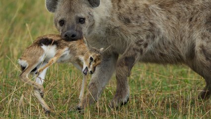 Une gazelle s'échappe miraculeusement de l'attaque d'un léopard et d'une hyène