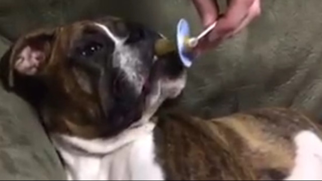 Il suffit d'une tétine à ce chien pour dormir comme un bébé !