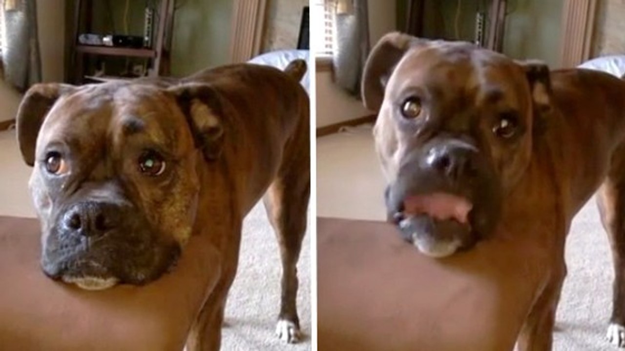 Quand il demande quelque chose, ce chien ne fait pas semblant !