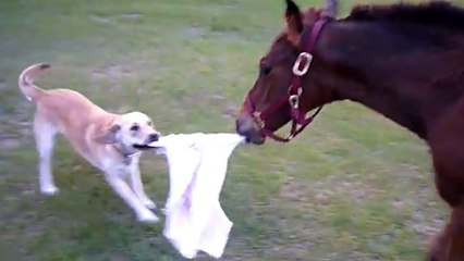Ce chien et ce poulain qui jouent ensemble sont adorables