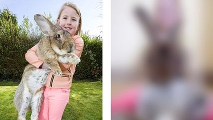 Ce lapin est le plus gros du monde. Mais il va bientôt avoir une sérieuse concurrence !