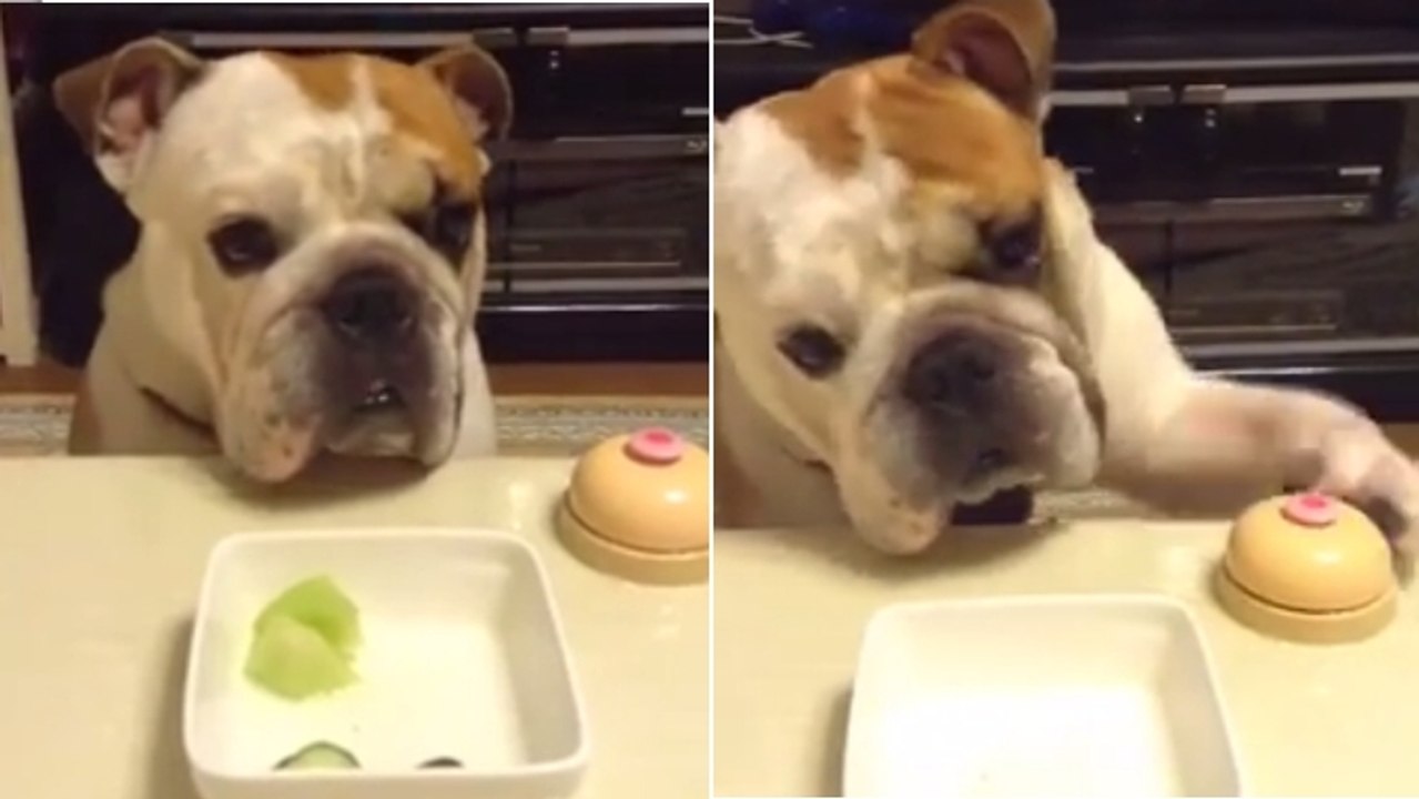 Ce chien attend toujours l'heure du goûter avec impatience