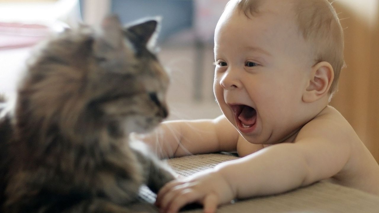 Cet adorable bébé et son chat s'amusent comme des petits fous