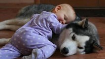 Ce bébé et ce Husky de Sibérie font connaissance. Ils sont trop mignons !