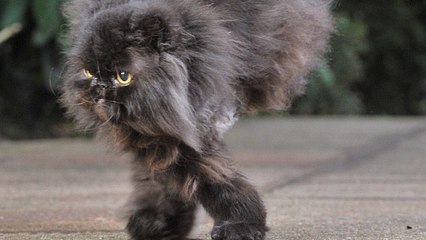 L'histoire de ce chat à 2 pattes est incroyable
