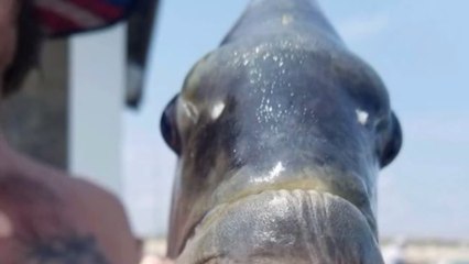 Dieser Fisch mit menschenähnlichen Zähnen verblüfft das Internet