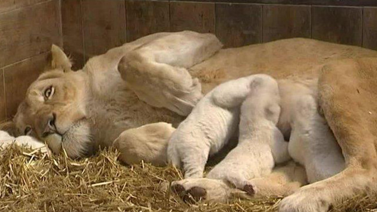 Cinq lionceaux blancs sont nés au zoo d'Amnéville
