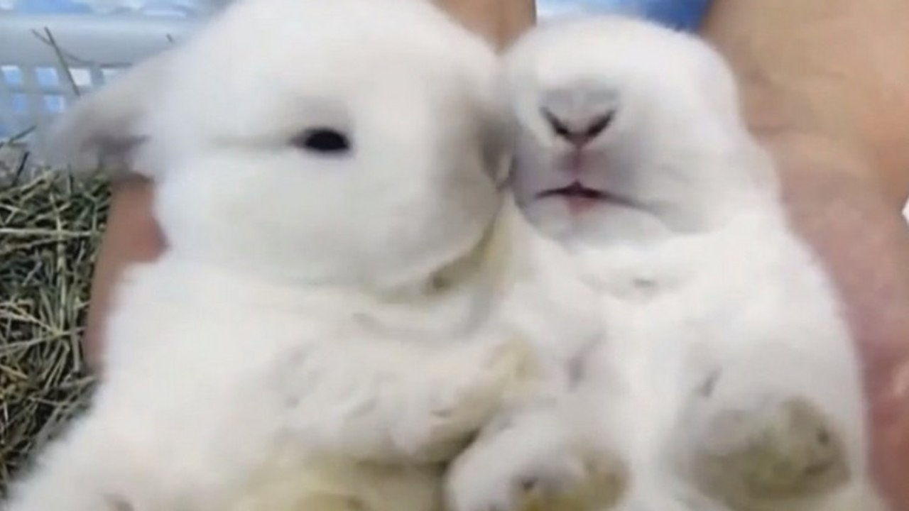 Ces deux adorables lapins prennent soin l'un de l'autre