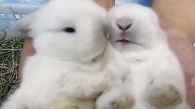 Ces deux adorables lapins prennent soin l'un de l'autre