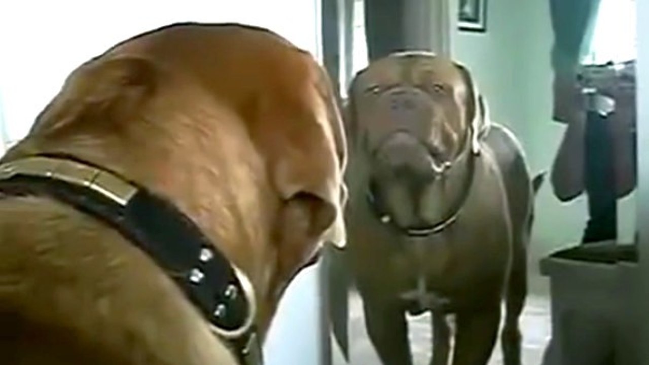 Ce chien n'est pas très content de voir son reflet dans le miroir