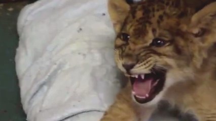 Ce petit lion essaye de pousser son premier rugissement