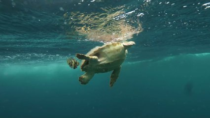 Seltener Fund: In den USA entdeckt man eine zweiköpfige Meeresschildkröte