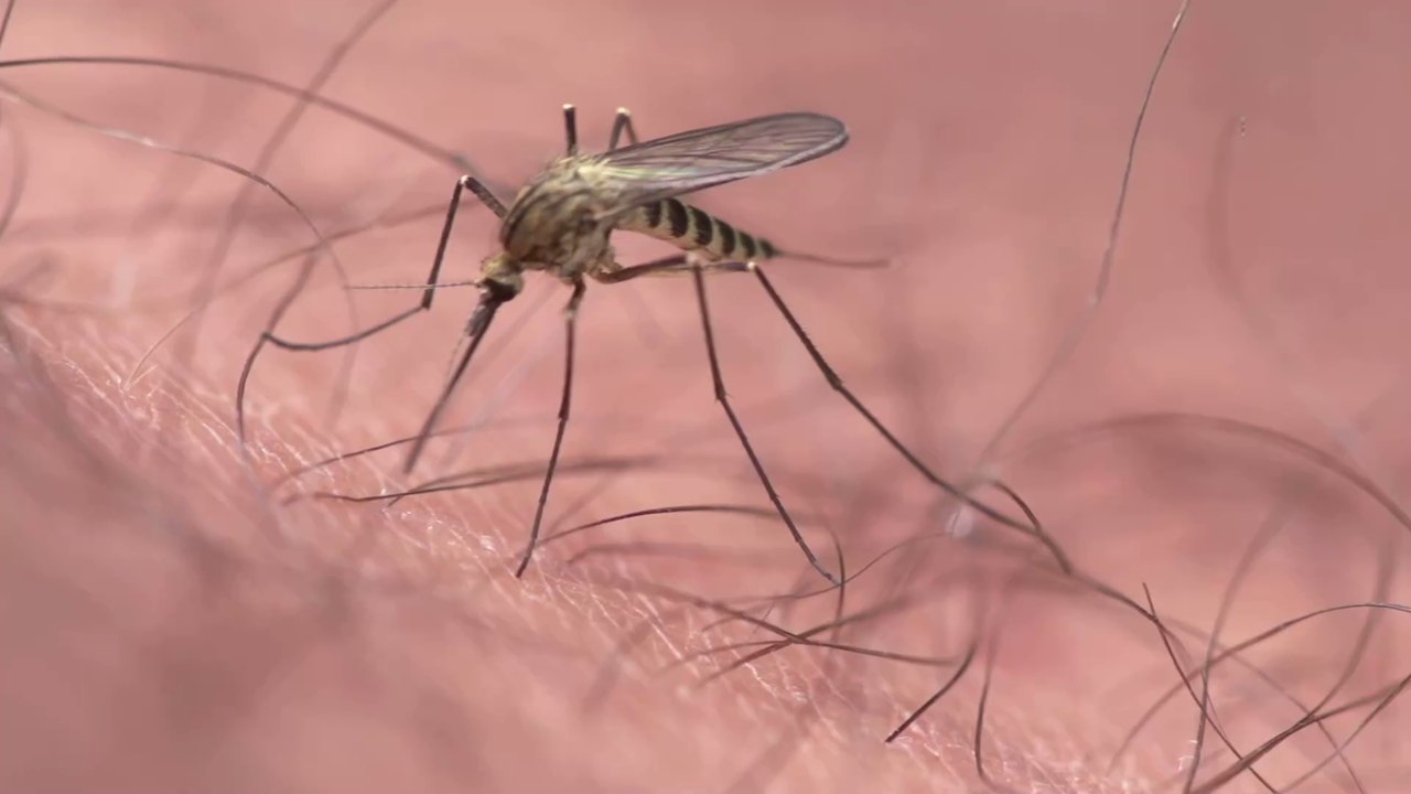 Neue Studie macht Mücken blind für den Menschen