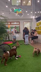 Frenchie Loves Keeping Balloon in the Air