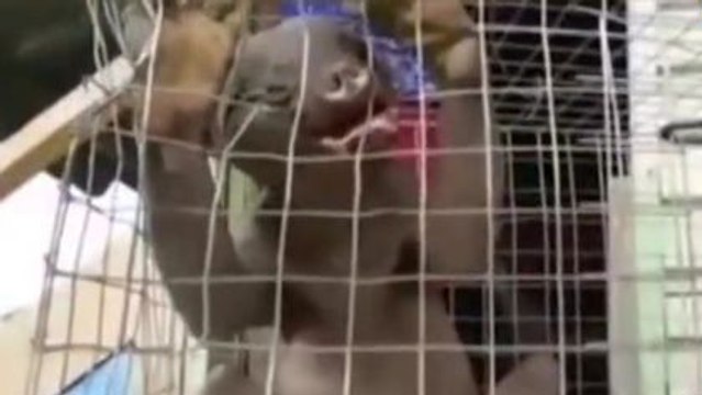 Des pêcheurs chinois découvrent une incroyable créature mutante dans leurs filets !