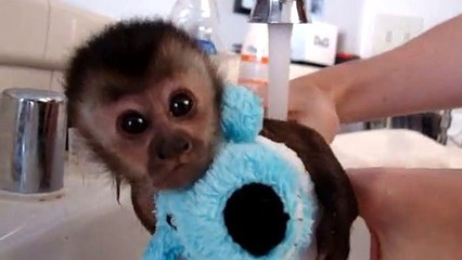 Un adorable petit singe prend son bain