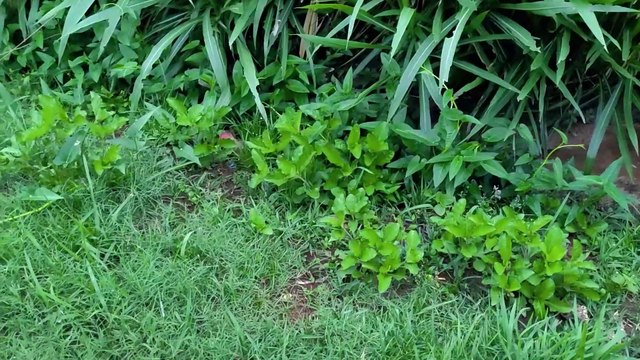 membersihkan mainan mobil-mobilan truk pasir truk molen truk tangki kendaraan militer