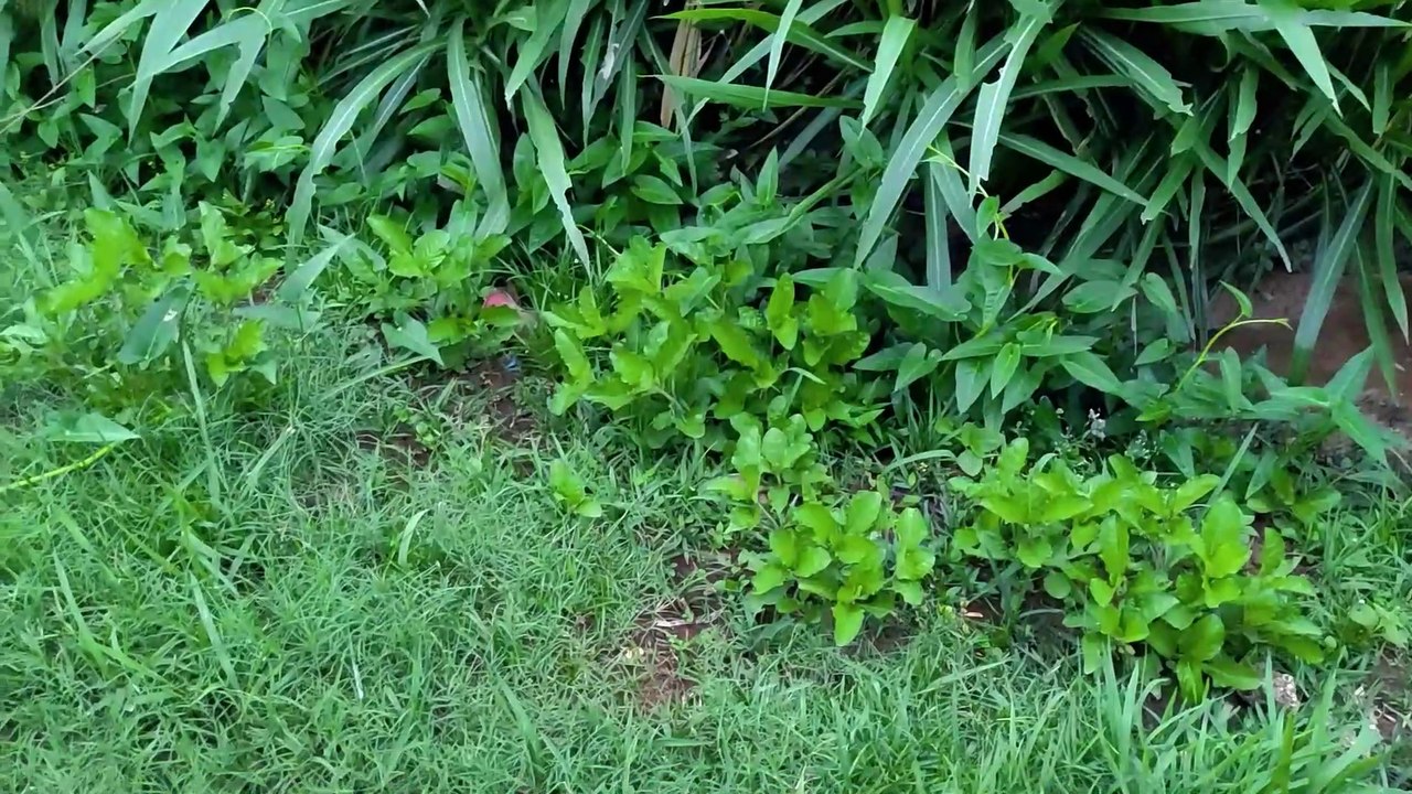 membersihkan mainan mobil-mobilan truk pasir truk molen truk tangki kendaraan militer