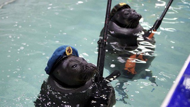 Deux phoques rendent un hommage insolite aux soldats russes !