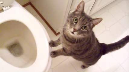 Ce chat est passionné par les chasses d'eau