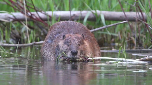 Beim Baden im Teich: 73-Jähriger wird von tollwütigem Biber attackiert