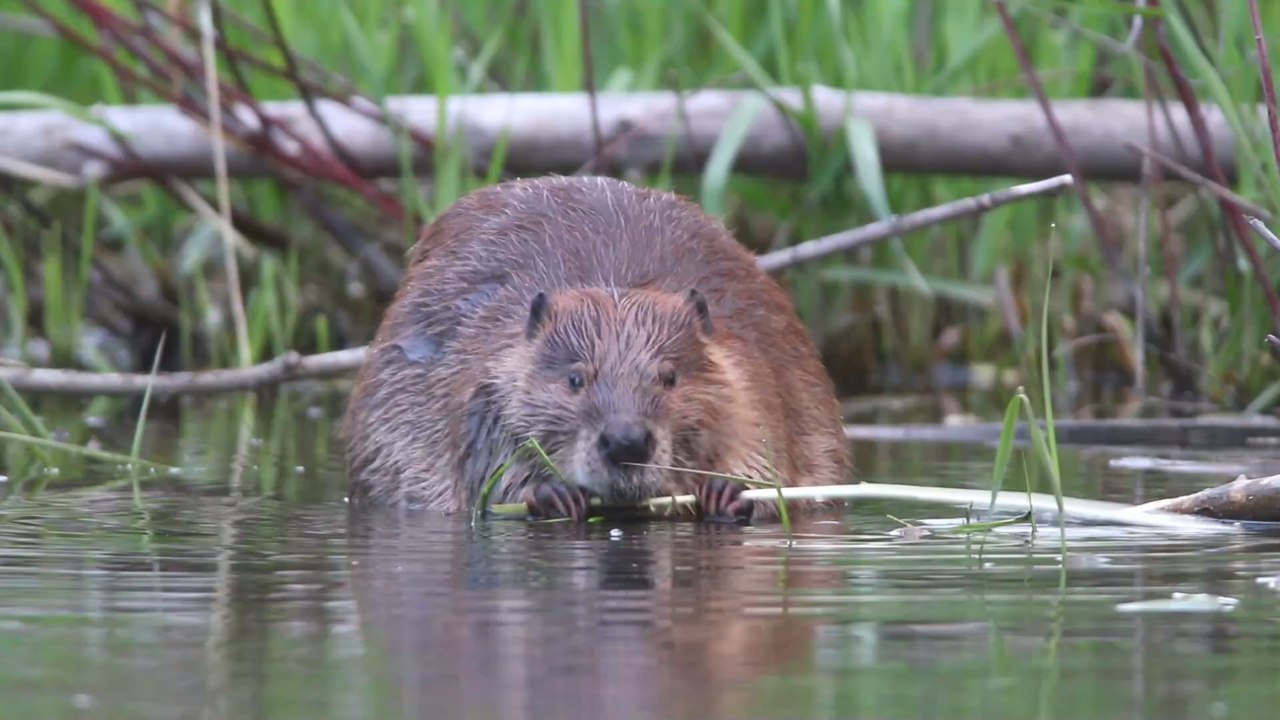 Beim Baden im Teich: 73-Jähriger wird von tollwütigem Biber attackiert