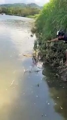 Un homme se retrouve coincé face à un crocodile et ne peut rien faire (Costa Rica)